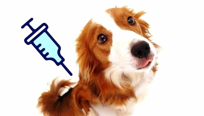 Veterinaria del mar - 20000 Maldonado