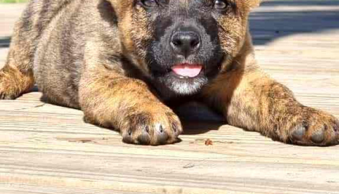 Veterinaria Don Mateo - Departamento De Maldonado