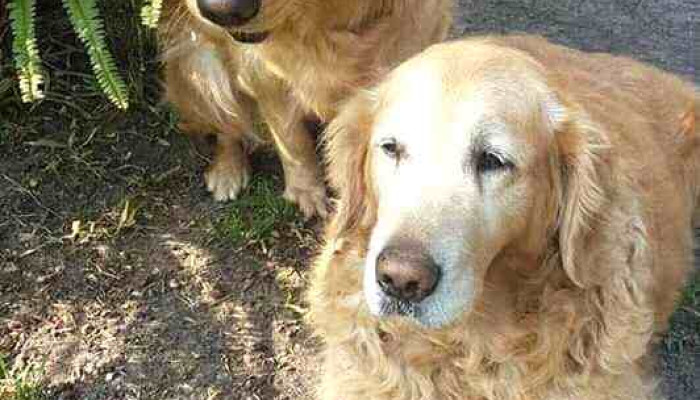 Veterinaria Dr. Vet - 11800 Montevideo