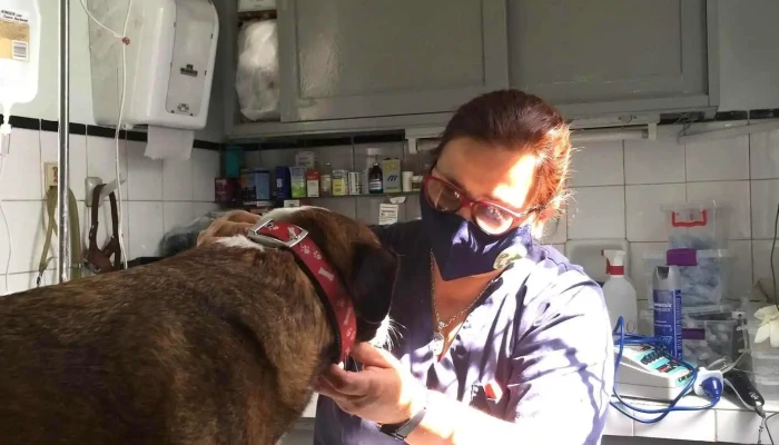 Veterinaria Dra. Sofia Calo - Homeopatía y Acupuntura animal - 12800 Montevideo