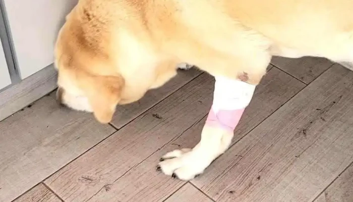 Veterinaria El Arriero - 20300 Pan De Azúcar