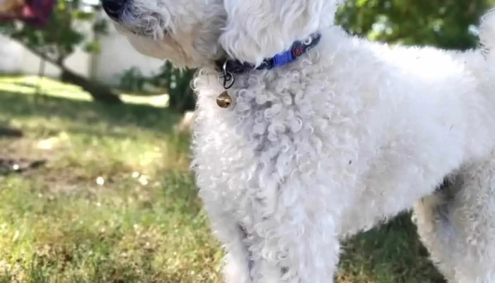 Veterinaria El Galpon Perro - Ecilda Paullier