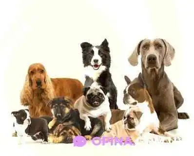 Veterinaria El Hipocampo - 12000 Montevideo