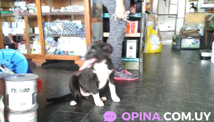 Veterinaria El Indio Solo - 37100 Rio Branco