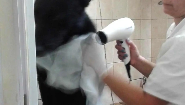 Veterinaria El Nogal - Y