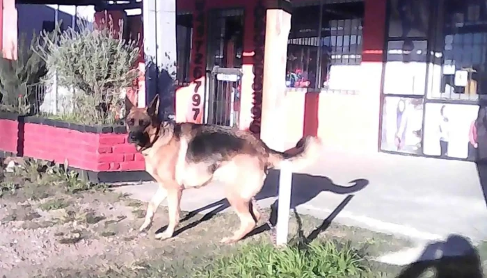 Veterinaria El Relincho - 15200 City Golf