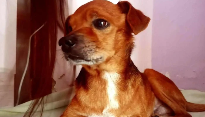 Veterinaria Gallinal - 11800 Montevideo