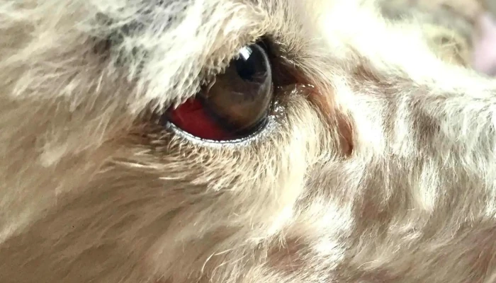 Veterinaria La Cruz (Unión) - 12000 Montevideo