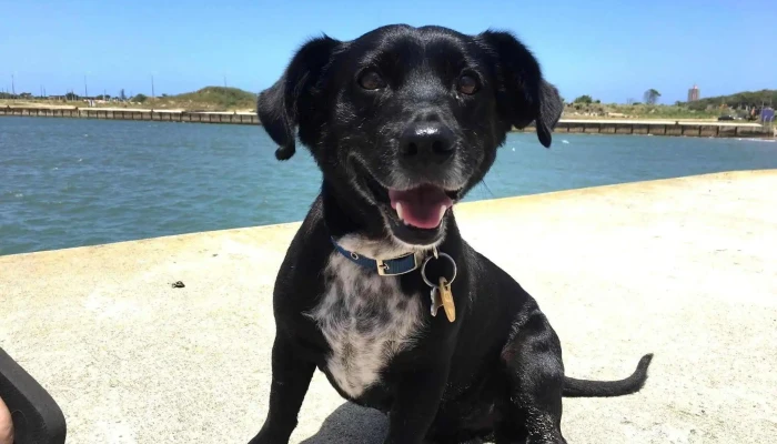 Veterinaria La Huella - 27000 Rocha