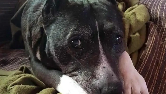 Veterinaria La Labradora - 11400 Montevideo