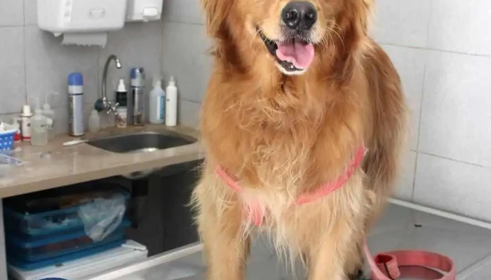 Veterinaria Las Garzas - 11800 Montevideo