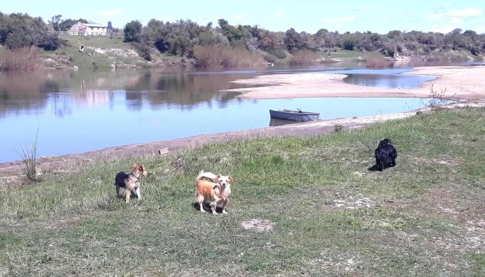 Veterinaria Las Palmas - 37000 Melo