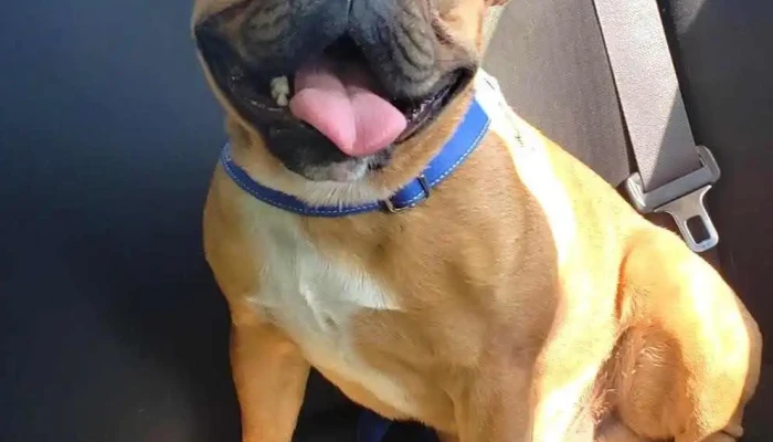 Veterinaria Lassie sucursal 2 - 12300 Montevideo