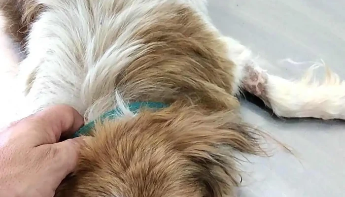 Veterinaria Lausana - Manolo Lima