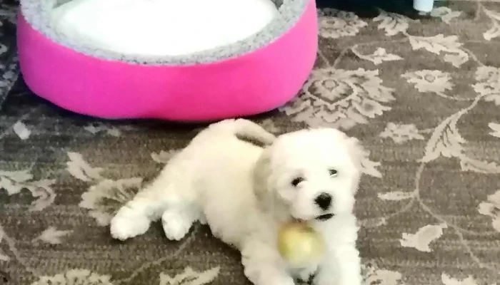 Veterinaria Libia Sucursal Malvín Alto - Hipólito Yrigoyen 1998