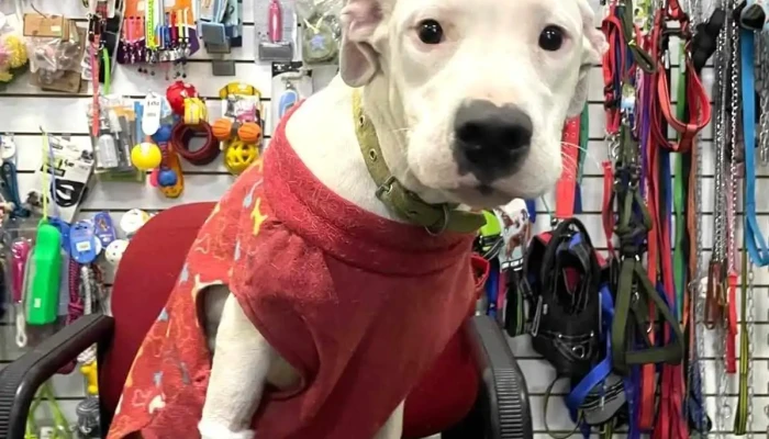 Veterinaria Luna Plateada - 11700 Montevideo