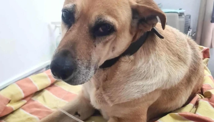 Veterinaria Lussich - Golondrinas