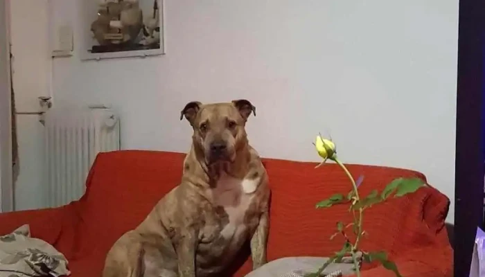 Veterinaria Medanos - 15800 Ciudad De La Costa