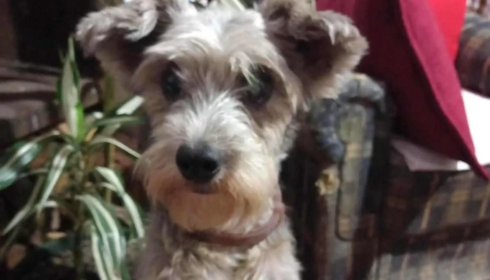 Veterinaria Mil Huellas - 12900 Montevideo