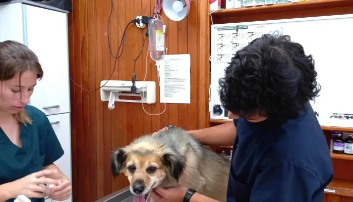 Veterinaria Miramar - 11600 Montevideo