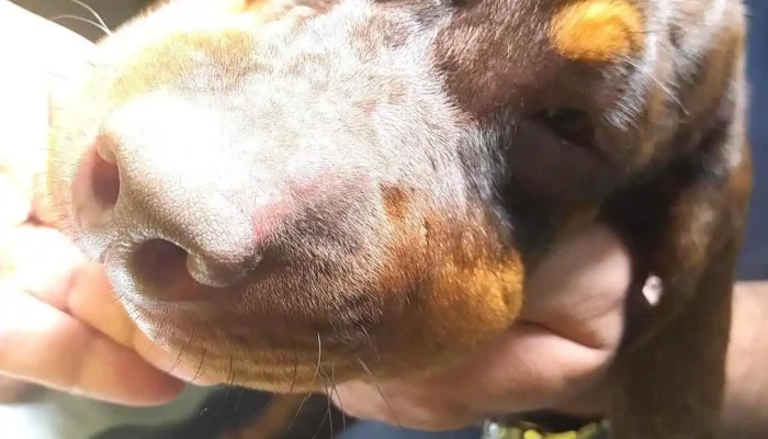 Veterinaria Mundo Animal - 75100 Dolores