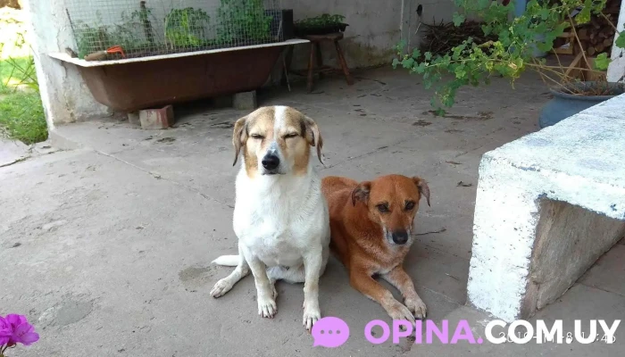 Veterinaria Ortiz Flieller - 15600 Pando