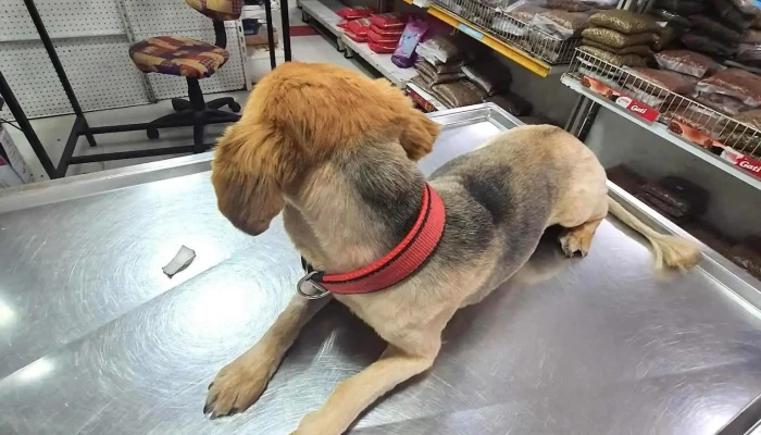 Veterinaria Padda - 11800 Montevideo