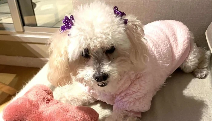 Veterinaria Pets - 11321 Montevideo