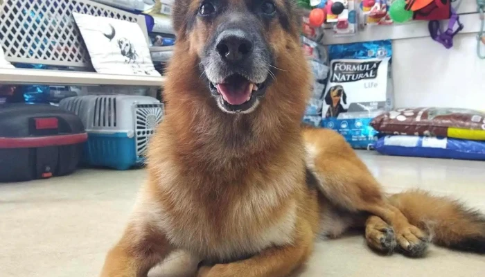 Veterinaria Pink Panther Uruguay - 11800 Montevideo