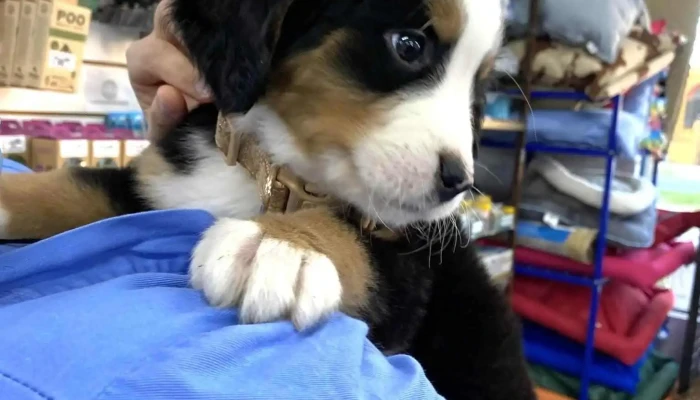 Veterinaria Prado - 11700 Montevideo