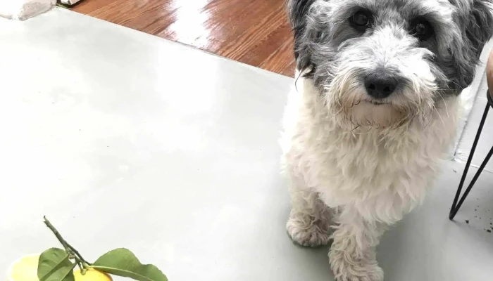 Veterinaria Rivera - 11600 Montevideo