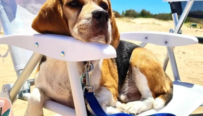 Veterinaria Robinson - 12000 Montevideo