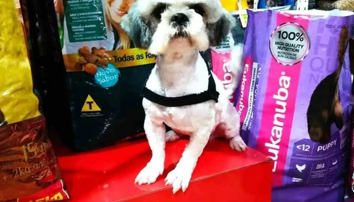 Veterinaria San Fernando - 94000 Florida