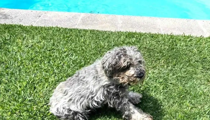 Veterinaria San Isidro, fumigaciones - 20000 Maldonado