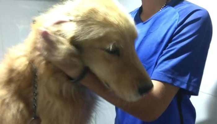 Veterinaria San Roque - 12900 Montevideo