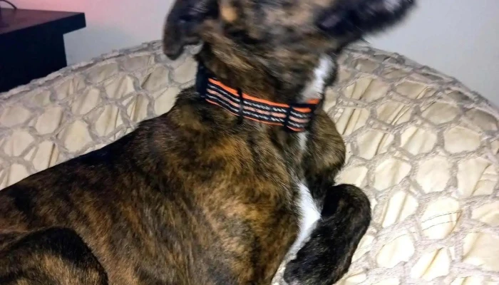 Veterinaria Sarandí - Abaroré