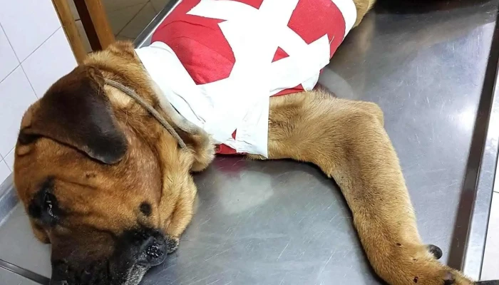 Veterinaria Saravia - 94000 Florida