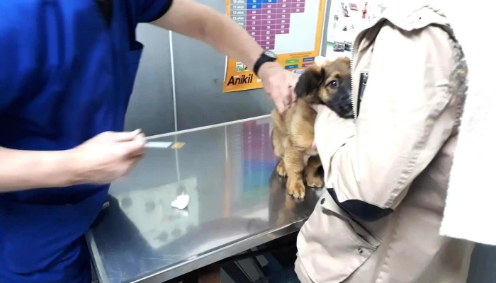 Veterinaria Soriano - Gej