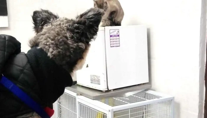 Veterinaria Terranova - 11800 Montevideo