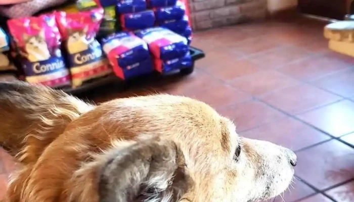 Veterinaria Tom Cat - 40000 Rivera