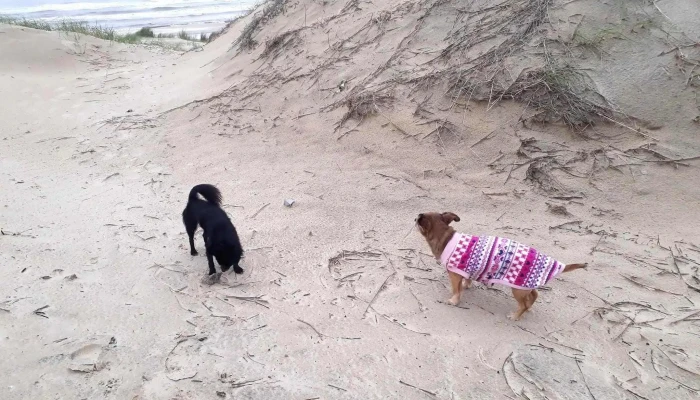 Veterinaria Totoral - 11700 Montevideo