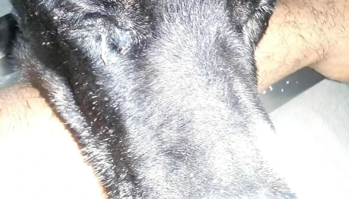 Veterinaria Vida De Perros - Juan Arrieta