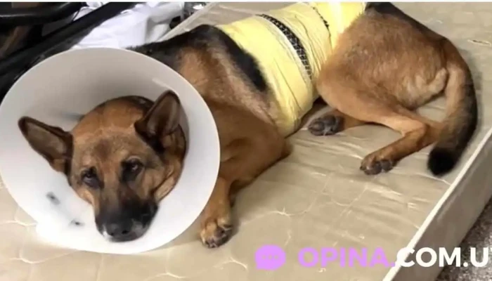 Veterinaria Villa Colon - 12500 Montevideo