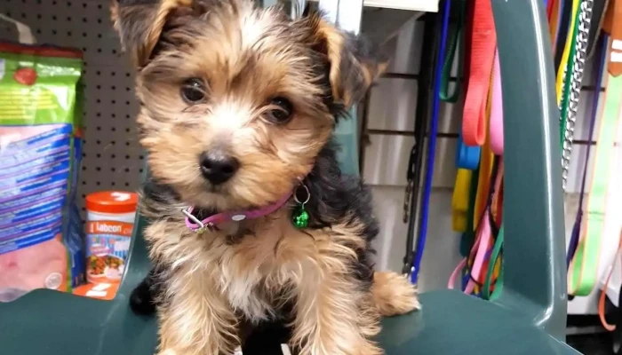 Veterinaria Villa Dolores - 11600 Montevideo