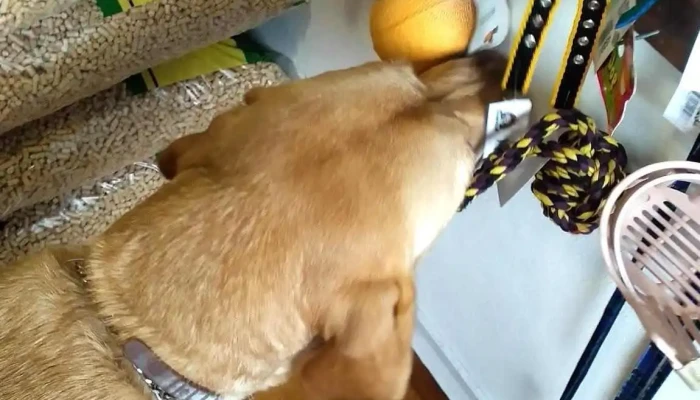 Veterinaria Villa Mascotas - 13000 Montevideo