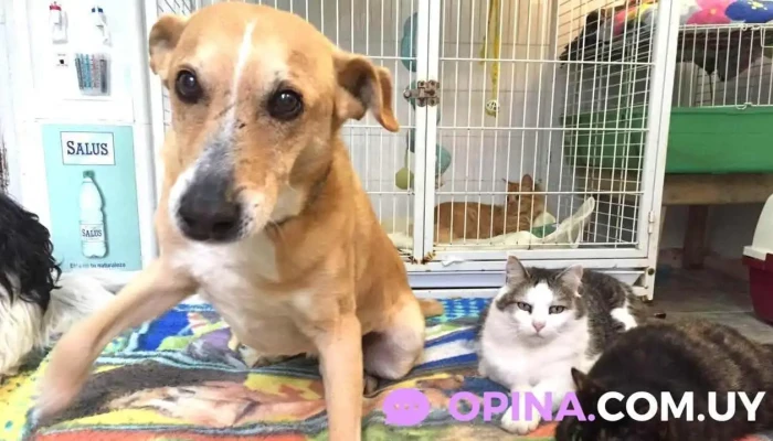 Veterinaria y Peluquería Animalada's - 20200 Piriápolis