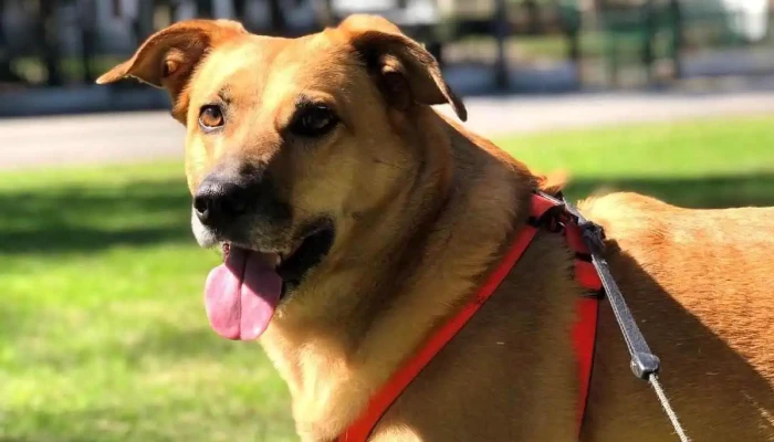 Veterinaria Yegros - Yegros