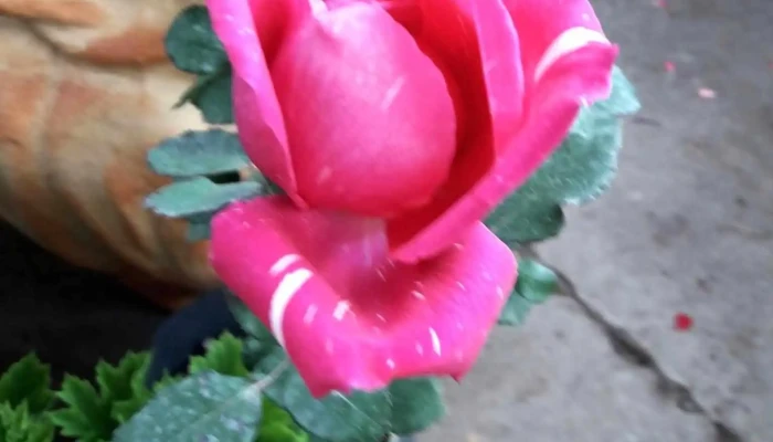 Veterinario En Casa - Espadaña