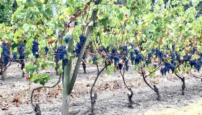 Vina Varela Zarranz Campo - Bodega