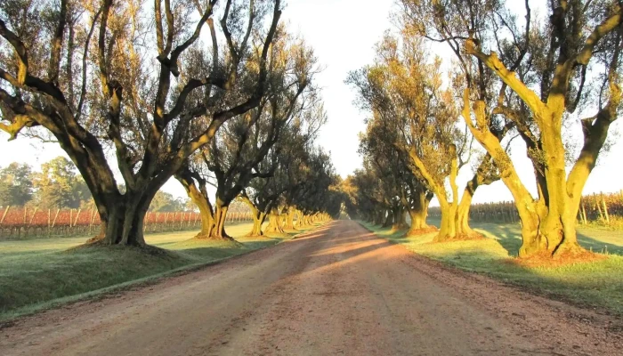 Vina Varela Zarranz Todo - Bodega